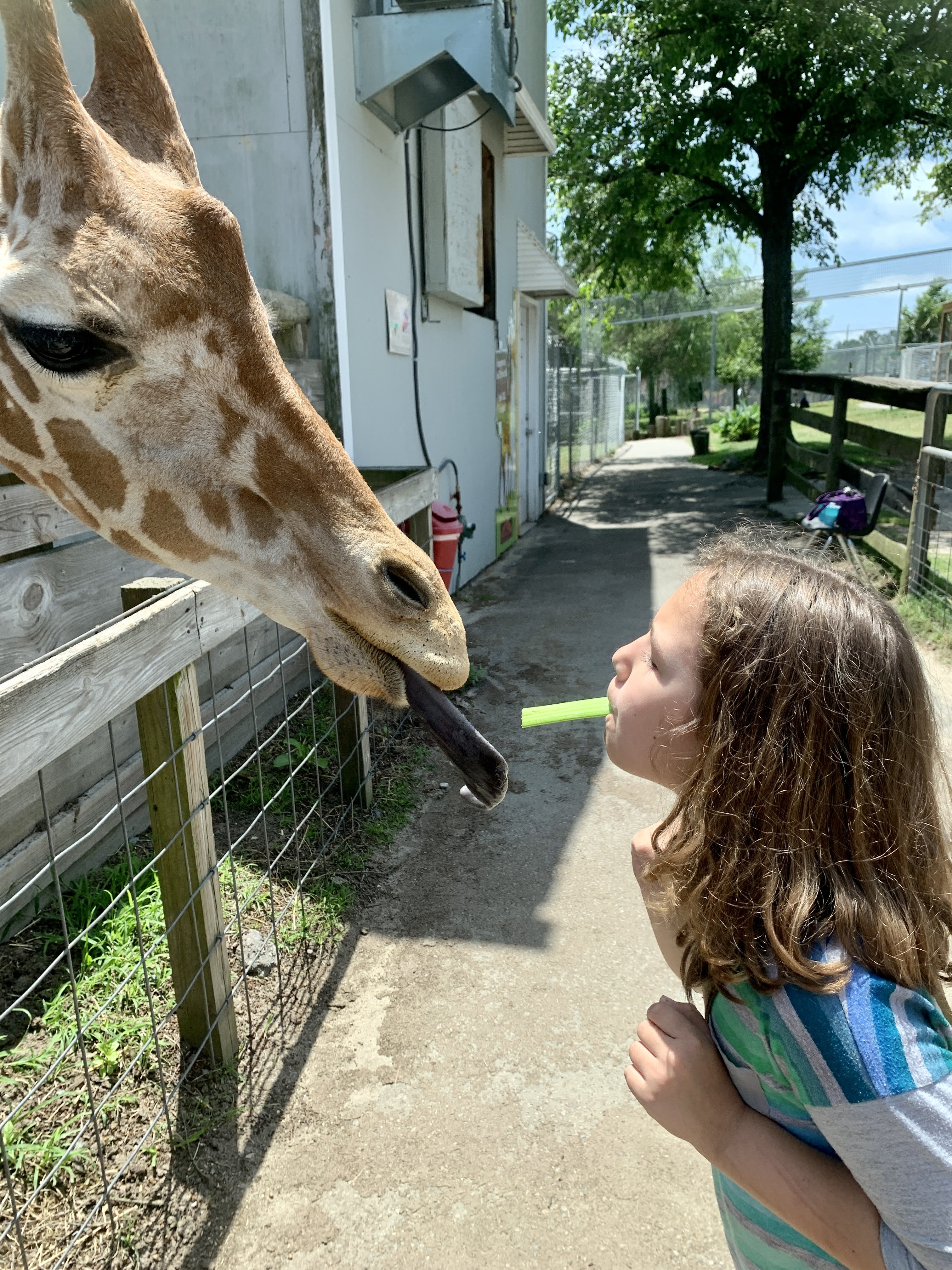 Aloha Zoo